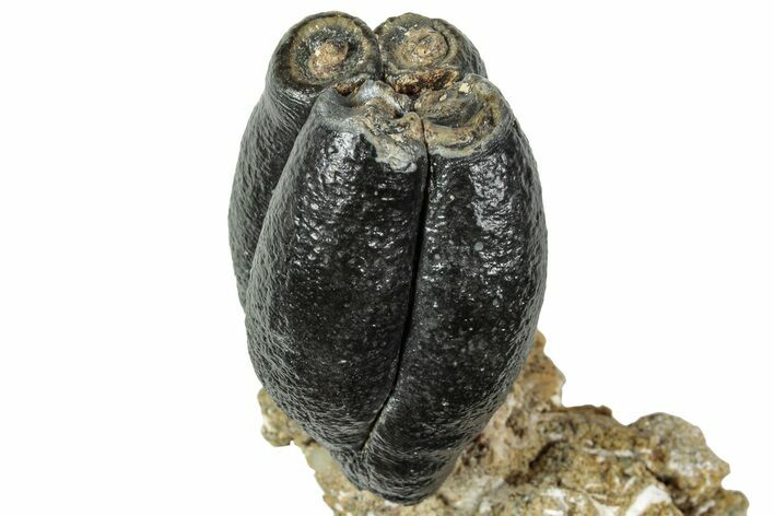 Fossil Desmostylus (Hippo-Like Animal) Molar - California #241179